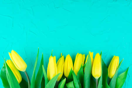 Yellow tulips on a blue background with concrete copyspaceの写真素材