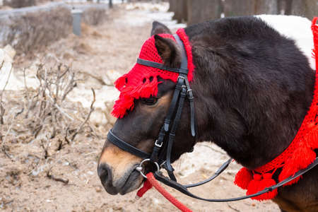 Beautiful horse in winter snow park, Pony in winter forestの写真素材