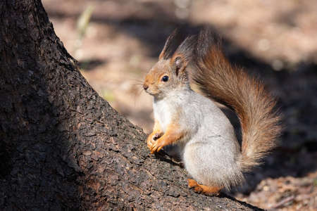Cute red squirrel animal is sitting on a pine forest branch on a Sunny spring day in a wild animal...