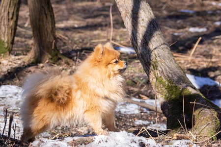 The dog breed pomeranian is walking in a spring Parkの写真素材