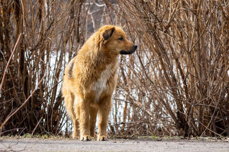 mongrel dog walks in the Park in the springの写真素材
