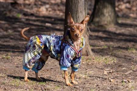 brown chihuahua dog walks in spring Park on the wayの写真素材