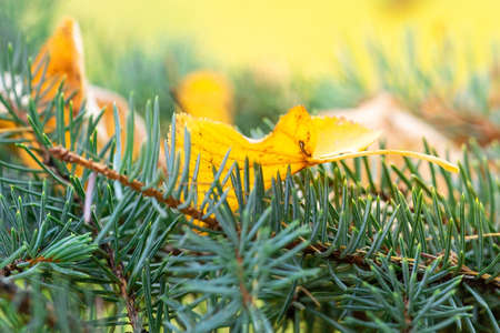 Yellow autumn leaves on Spruce twigs during fall season against sunny blue sky in city parkの写真素材