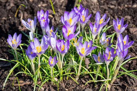 Beautiful spring background with close-up of a group of blooming purple crocus flowers on a meadow: Pretty group of purple and white crocus under the bright sun in spring time, Europeの写真素材