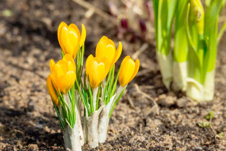 Yellow crocus flowers, Yellow Mammoth flowers in blossom in early spring.