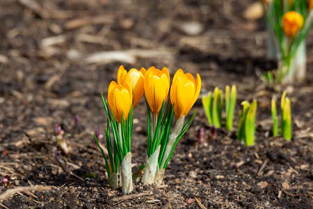 Yellow crocus flowers, Yellow Mammoth flowers in blossom in early spring.の写真素材