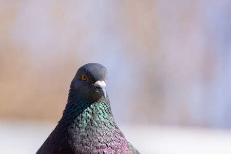 Close up head shot of beautiful speed racing pigeon birdの写真素材