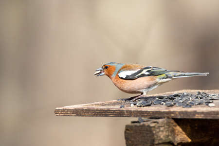 Adult common chaffinch perching on thin branch with blurred blue background. Chaffinch (Fringilla coelebs) is small passerine bird with grey crown and dull rust-red breast.の写真素材