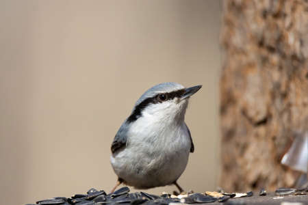Nuthatch, small garden and woodland bird. Scientific name: Sitta, perched on a bird feeding table and looking to the right with head and beak pointing up. Dark green background. Horizontal.の写真素材