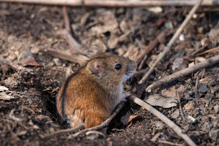 Striped field mouse sitting on fallen tree in park in autumn. Cute little common rodent animal in wildlifeの写真素材