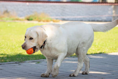 Yellow labrador retriever dog plays with ball in summer park outdoorの写真素材