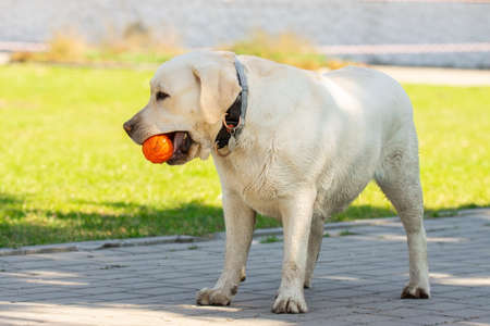 Yellow labrador retriever dog plays with ball in summer park outdoorの写真素材