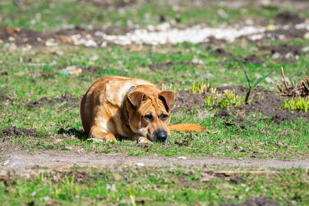 mongrel dog walks in the Park in the springの写真素材