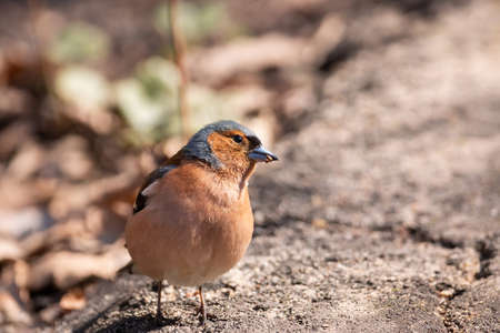 Adult common chaffinch perching on thin branch with blurred blue background. Chaffinch (Fringilla...