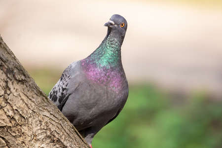 Close up head shot of beautiful speed racing pigeon birdの写真素材