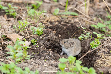 Striped field mouse sitting on fallen tree in park in autumn. Cute little common rodent animal in wildlifeの写真素材