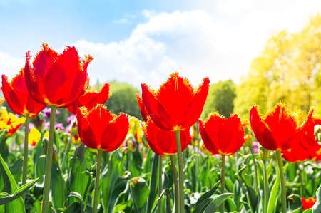 Tulip. Beautiful bouquet of tulips. colorful tulips. tulips in spring,colourful tulipの写真素材