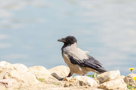 Crow with an open beach is standing on a rock near the water