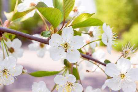 Blossoming branch of a pear. Bright colorful spring flowersの写真素材