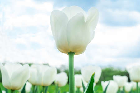 White tulips in the spring garden, group of flowers pure whiteの写真素材