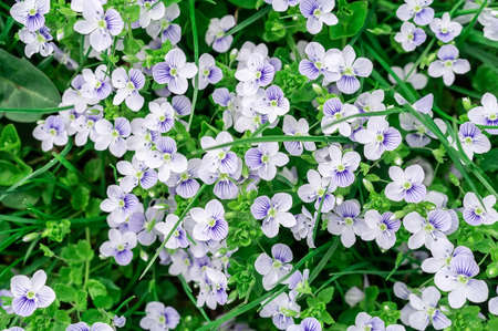 Veronica filiformis (Slender speedwell) little blue flowers bloomed in the garden. Excellent natural...
