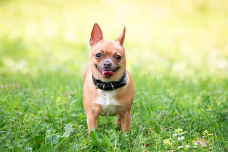 Chihuahua dog on the green grass in Parkの写真素材