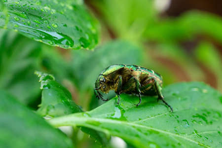 Scarabeo Cetonia Aurata, Golden cetonia is a beetle belonging to the Scarabeidae family, subfamily...