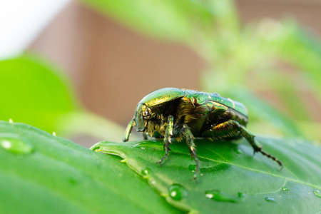 Scarabeo Cetonia Aurata, Golden cetonia is a beetle belonging to the Scarabeidae family, subfamily Cetoniinae. Often it is improperly called "Maggiolino", a name that instead indicates Melolontha meloの写真素材