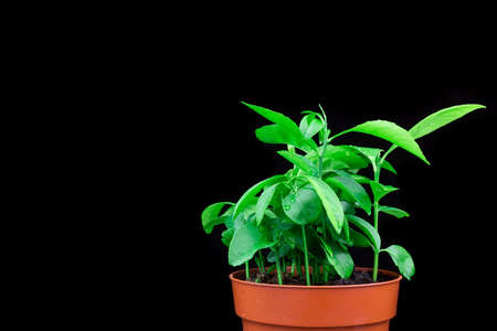 Tangerine in a pot on a black background, citrus plant on a black backgroundの写真素材