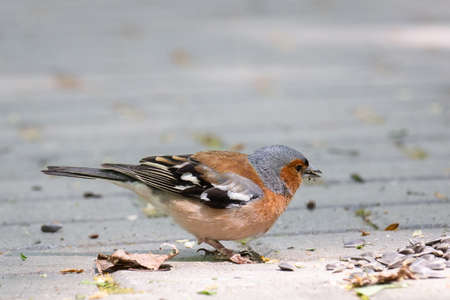Adult common chaffinch perching on thin branch with blurred blue background. Chaffinch (Fringilla coelebs) is small passerine bird with grey crown and dull rust-red breast.の写真素材