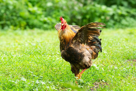 Beautiful red cock on green grass, rustic nature on farmの写真素材