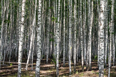 Birch grove on a sunny summer day, summertime landscape, abstract background