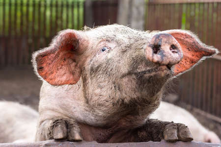dirty pig who's curious, on the fence, pig smiling at the camera
