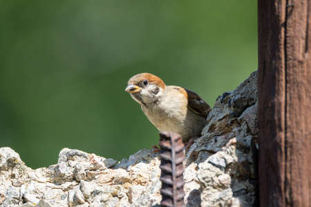 Sparrow. Sparrow who sits on bush with autumnal leaves.の写真素材
