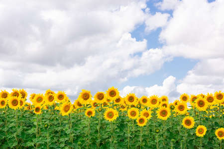 Sunflower natural background. Sunflower blooming. Close-up of sunflowerの写真素材