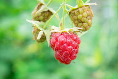 Ripe red berries of the forest raspberry on the branch close-up.の写真素材