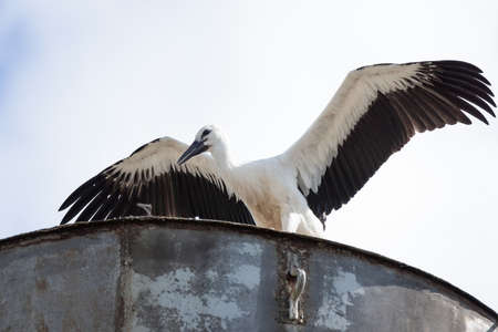 Stork in the nest waiting for a partnerの写真素材