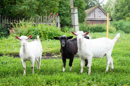 White baby goat on green grass in sunny dayの写真素材