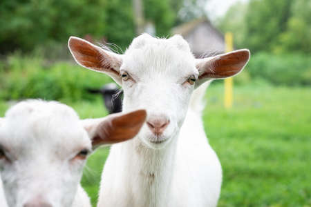 White baby goat on green grass in sunny dayの写真素材
