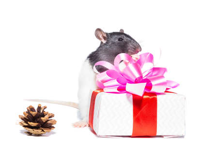 Gray rat on gift box. Isolated on white background. beauty on a gift for new year and Christmasの写真素材