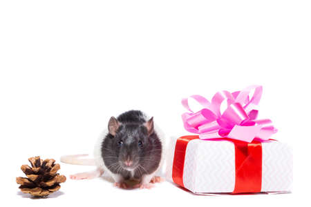 Gray rat on gift box. Isolated on white background. beauty on a gift for new year and Christmasの写真素材