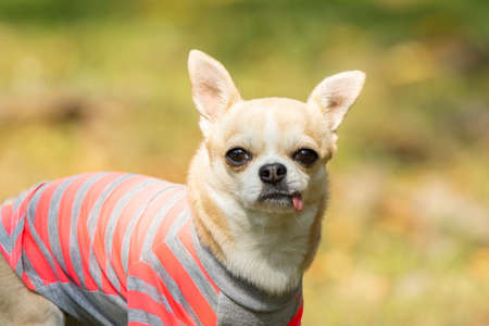 Chihuahua dog on the green grass in Parkの写真素材