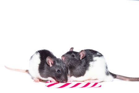 Gray rat on gift box. Isolated on white background. beauty on a gift for new year and Christmasの写真素材