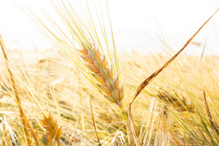 Close up of ripe barley ears in a field. Harvesting periodの写真素材