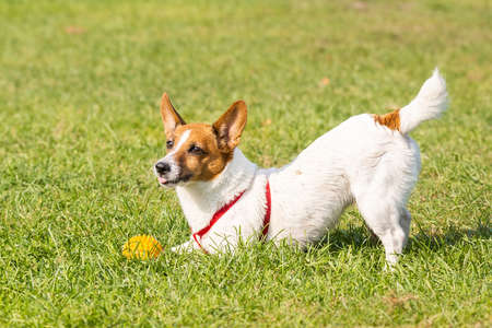 Jack Russell terrier dog in the park on grass meadowの写真素材