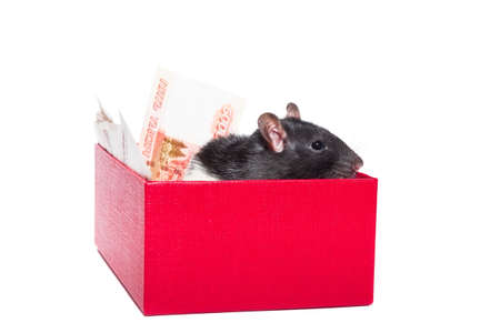 Rat in a gift box with money on a white backgroundの写真素材