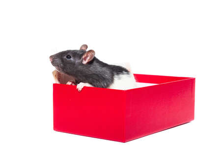 Rat in a gift box with money on a white backgroundの写真素材