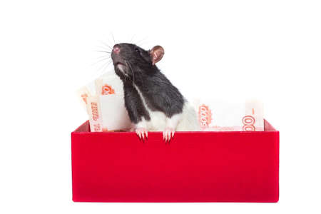 Rat in a gift box with money on a white backgroundの写真素材