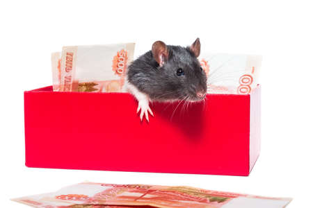 Rat in a gift box with money on a white backgroundの写真素材