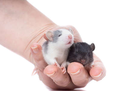 実験用マウスの写真 イラスト素材一覧 5 875件 ストックフォトのamanaimages Plus